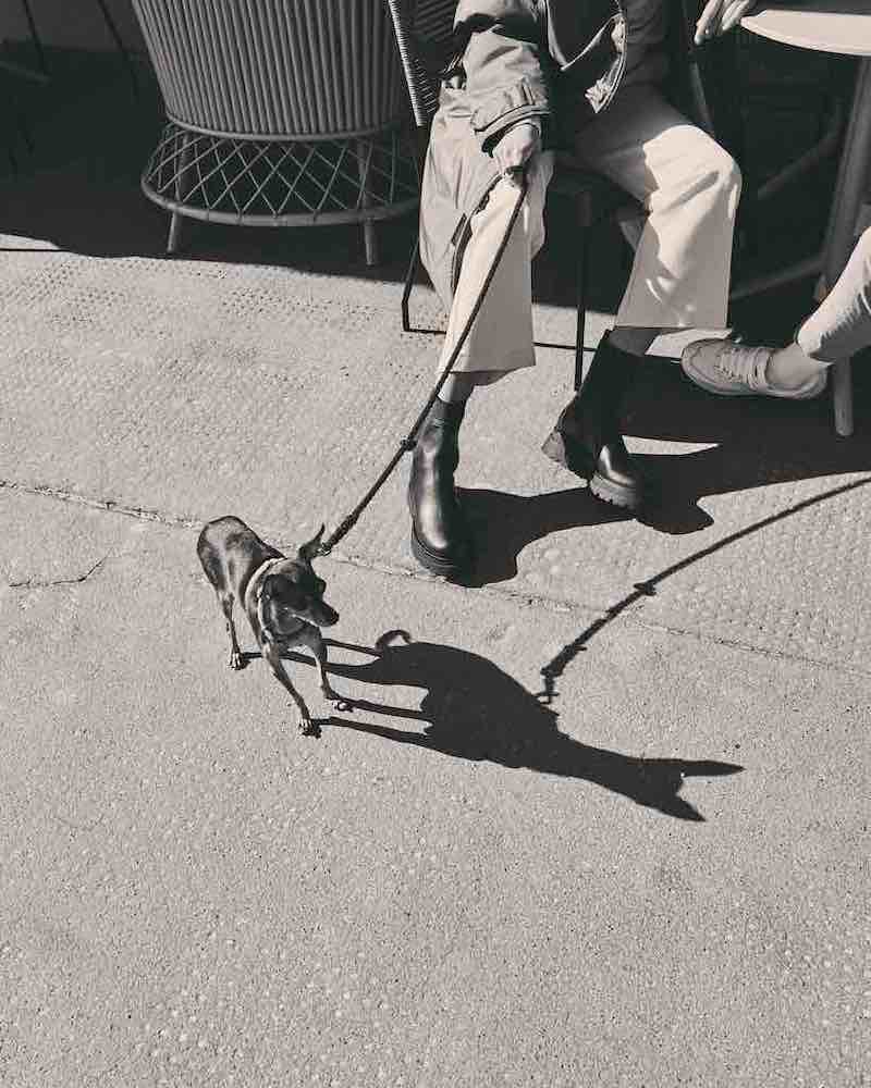 Dog-friendly cafes, bars and pubs in London after walking your dog in London