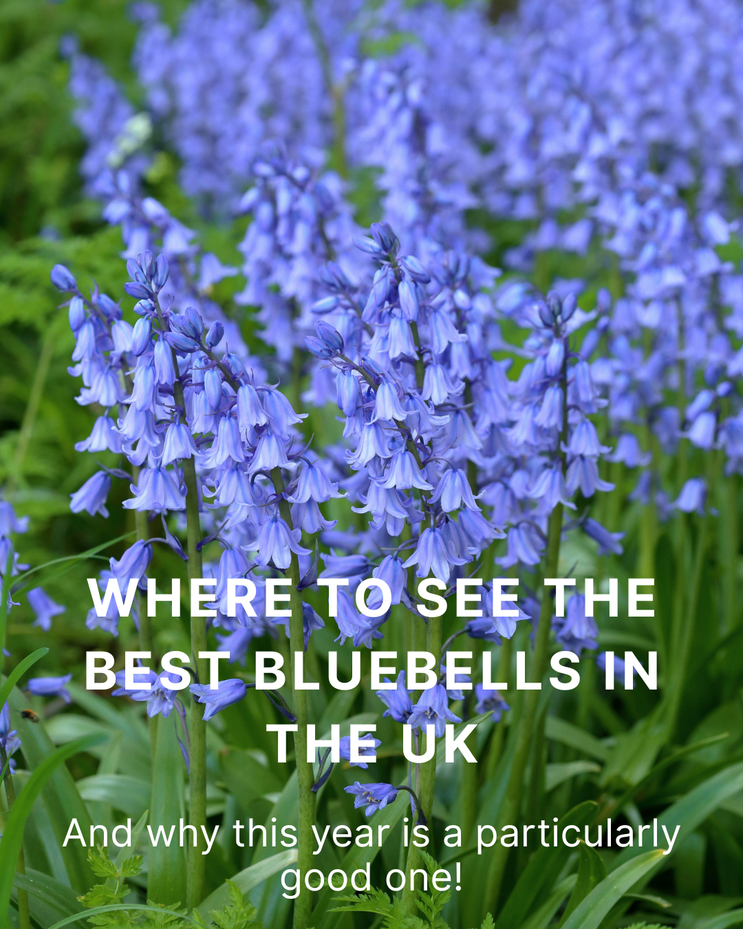 Best Places to See Bluebells in the UK (2026 Guide)